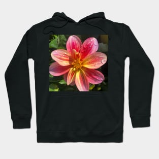 Dazzling Pink and Yellow Dahlia Hoodie